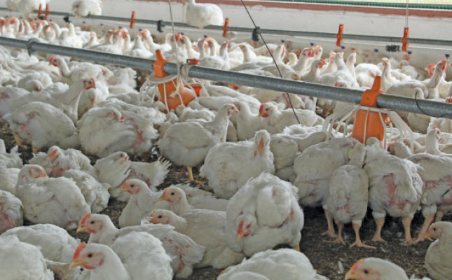 broiler pellet feed